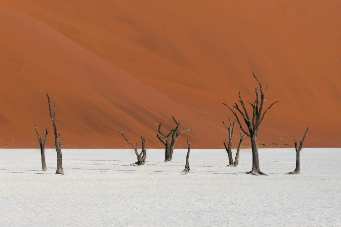 leafless tree on white snow covered ground during sunset